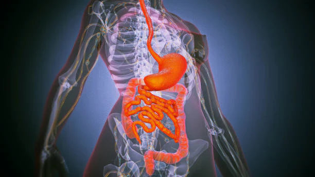 Essential Metabolic Vitamins to Support Energy and Health
